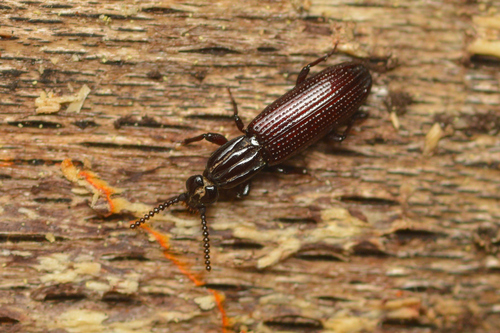 Omoglymmius observed 2025-04-18