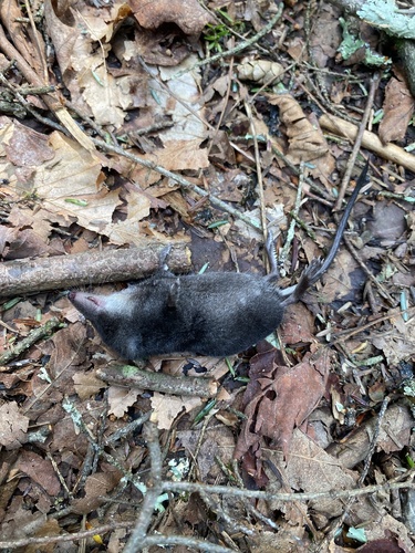 American Water Shrew