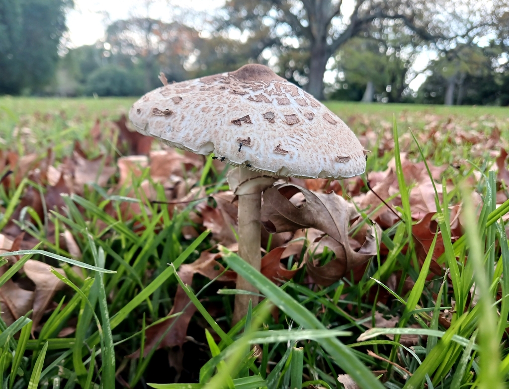 Macrolepiota clelandii · June 2025 · photo: © georgiasteel (iNaturalist, cc0)