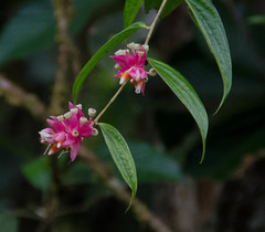 Cavendishia quereme image