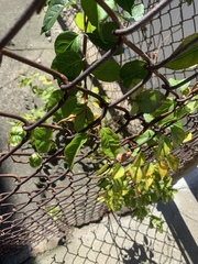 Magnoliopsida