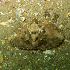 Cryptolithodes sitchensis