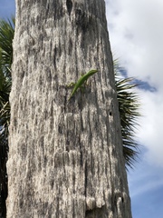 Anolis carolinensis