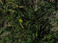 Crotalaria excisa