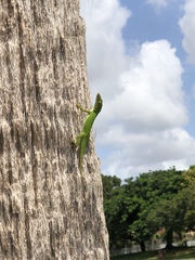 Anolis carolinensis