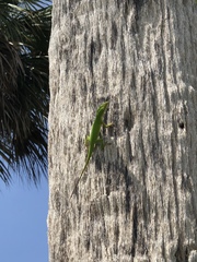 Anolis carolinensis
