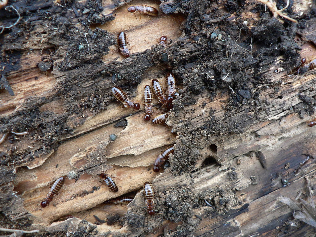 Zootermopsis nevadensis nuttingi