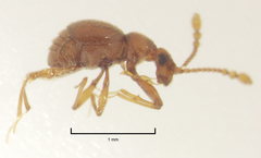 Gerallus punctipennis