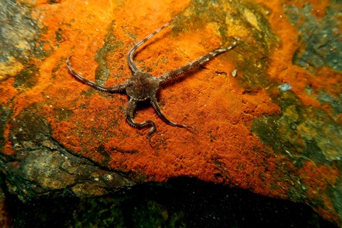 Ophiomyxa australis observed 2025-05-31