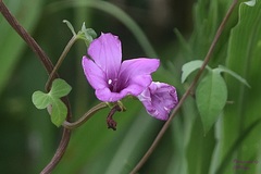 Ipomoea pedicellaris