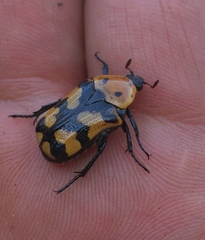 Euphoria fascifera