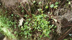 Sedum jaliscanum