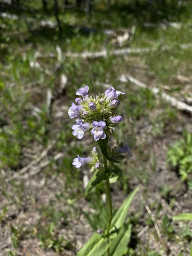 Globe Penstemon (Penstemon globosus)