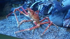 Macrocheira kaempferi