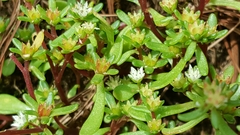 Sedum jaliscanum