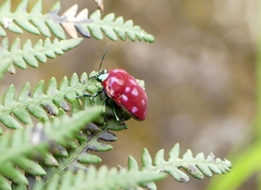 Poecilocoris druraei