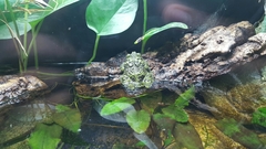 Theloderma corticale