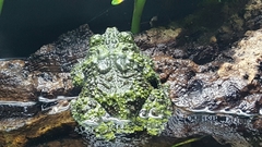 Theloderma corticale