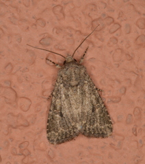 Protorthodes incincta