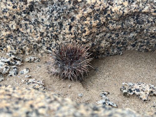 Copiapoa boliviana