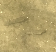 Herichthys cyanoguttatus