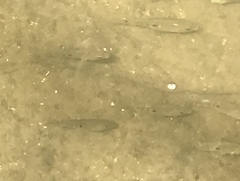 Herichthys cyanoguttatus
