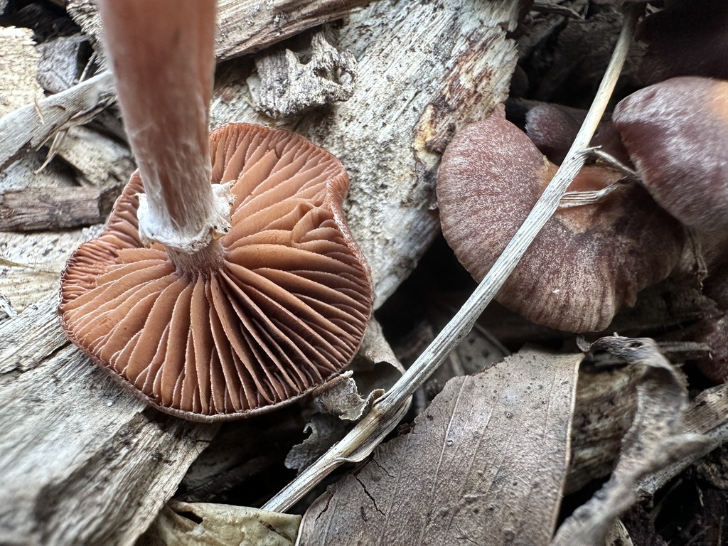 Tubaria furfuracea · June 2025 · photo: © marmalade101 (iNaturalist, cc0)