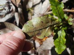 Coprosma tenuifolia
