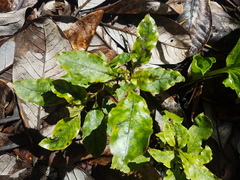Coprosma tenuifolia