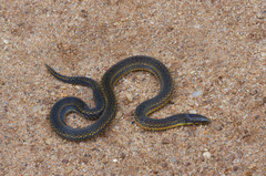De Silva's Rough-Side Snake photo 1