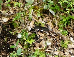Byasa polyeuctes