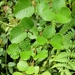 Rubus ellipticus - Photo (c) Subbu Ramanathan,  זכויות יוצרים חלקיות (CC BY-NC), הועלה על ידי Subbu Ramanathan