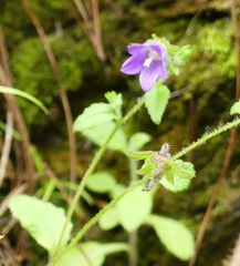 Campanula pallida