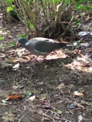Columba palumbus