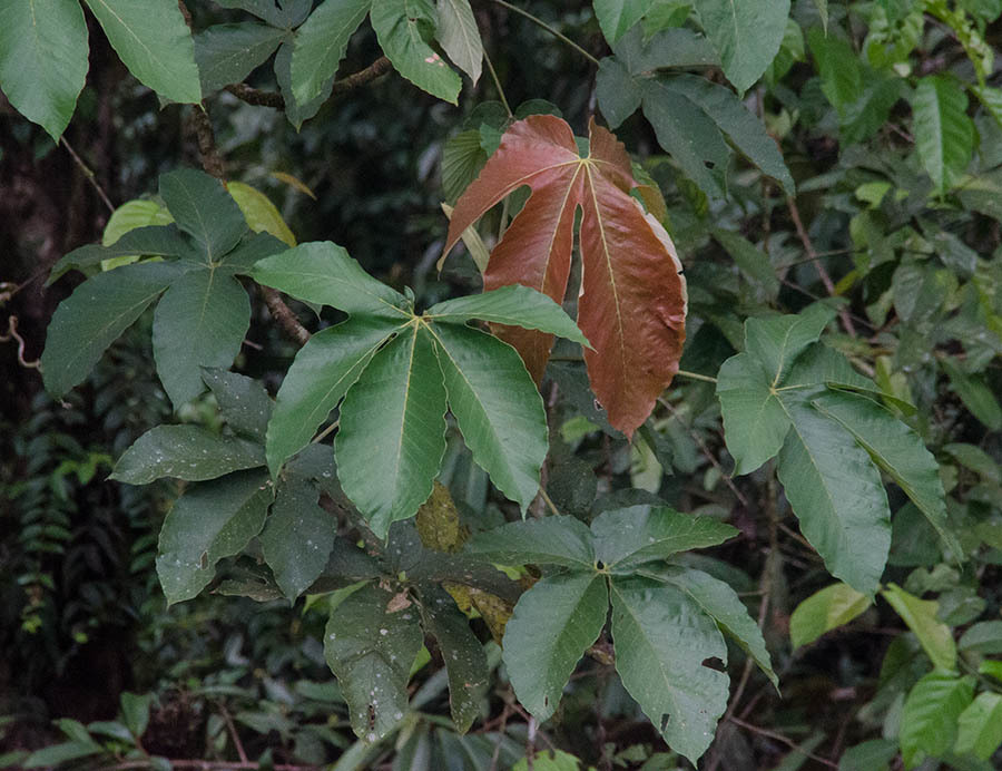 Pourouma bicolor