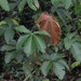 Pourouma bicolor - Photo (c) Paul Donahue, algunos derechos reservados (CC BY-NC), subido por Paul Donahue