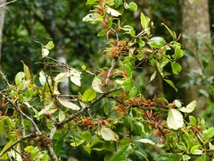 Scurrula
