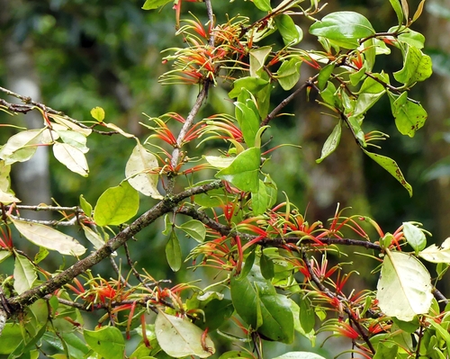 Scurrula elata