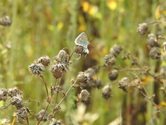Polyommatus icarus