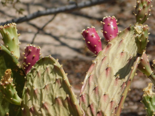 Opuntia bravoana, photograph 6