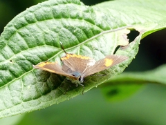 Heliophorus