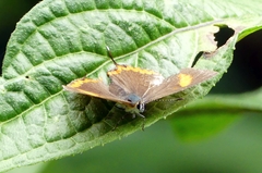 Heliophorus