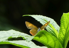 Heliophorus