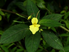 Impatiens zironiana