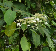 Hydrangea aspera robusta