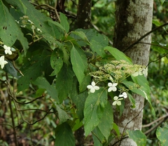 Hydrangea aspera robusta