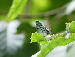 Hypolycaena kina