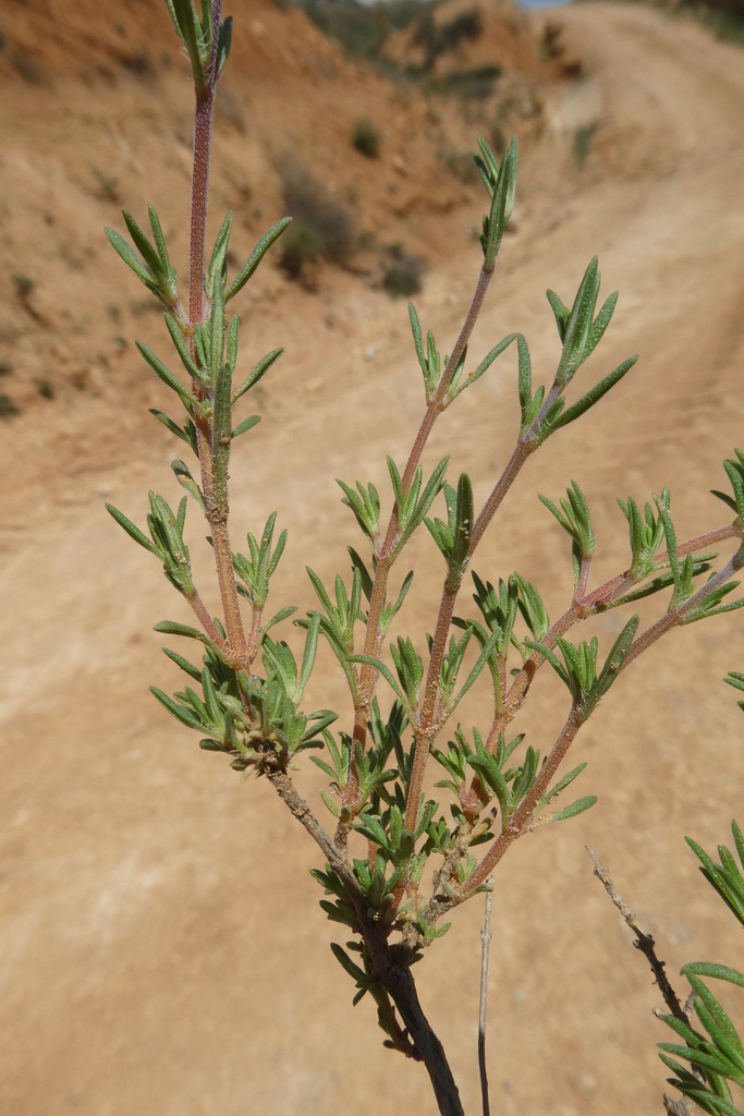 Thymus loscosii