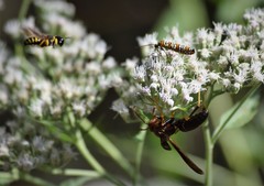Ectemnius decemmaculatus