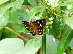 Celaenorrhinus ratna